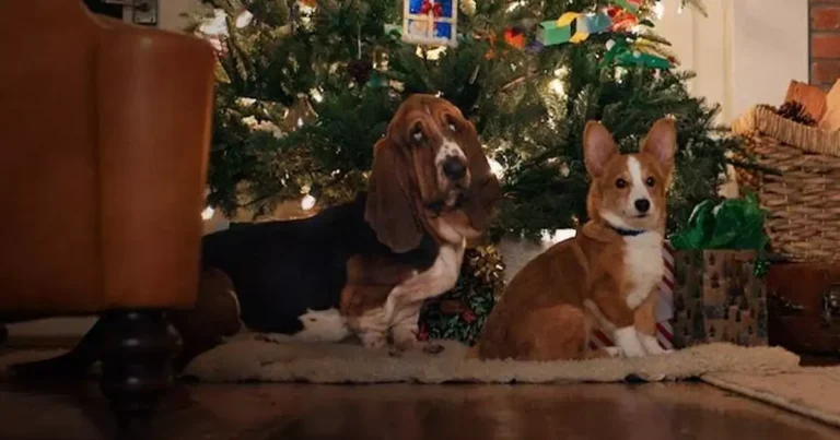 Netflix divulga trailer de O Natal Perfeito de um Cachorro